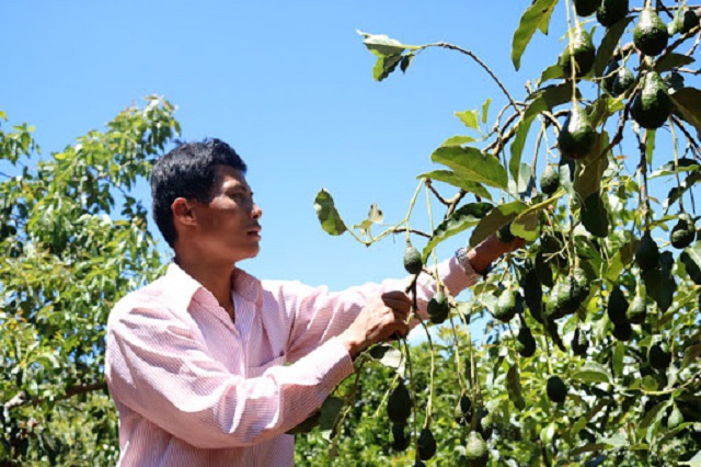HTX tiên phong trong chủ động xúc tiến thương mại