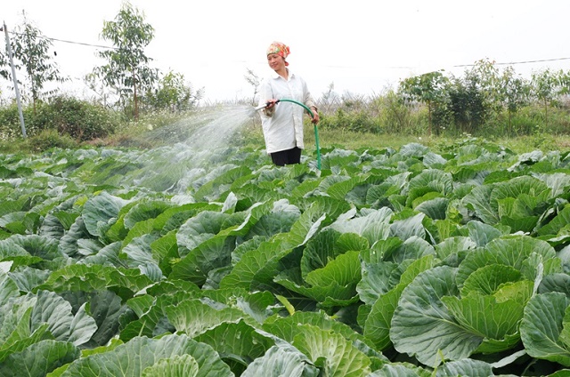 Vĩnh Phúc gỡ khó cho kinh tế hợp tác, HTX
