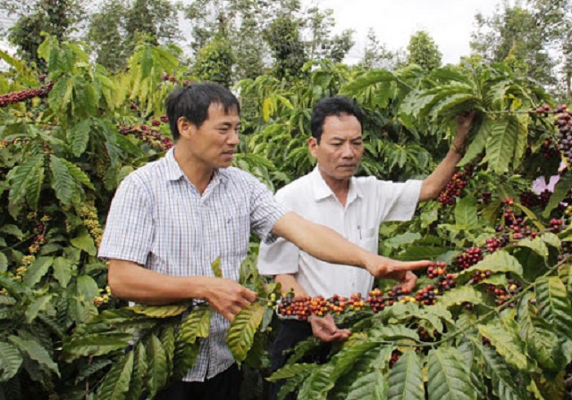 Thành công lớn từ chủ động liên kết sản xuất cà phê