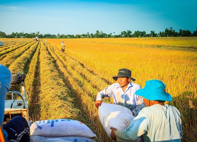 Liên kết sản xuất chuỗi lúa gạo ở Hà Nam còn nhiều gập ghềnh