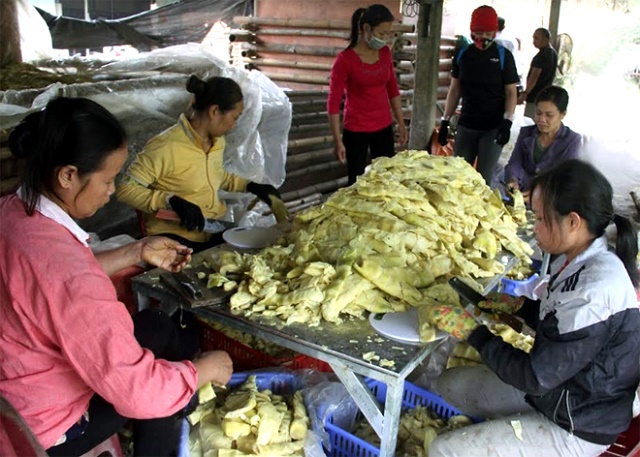 Kinh tế hợp tác tham gia giảm nghèo hiệu quả ở Trấn Yên