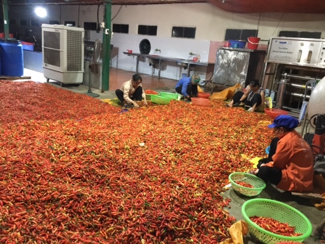 Sản xuất tương ớt bằng bí quyết cổ truyền giúp bảo đảm an toàn lao động