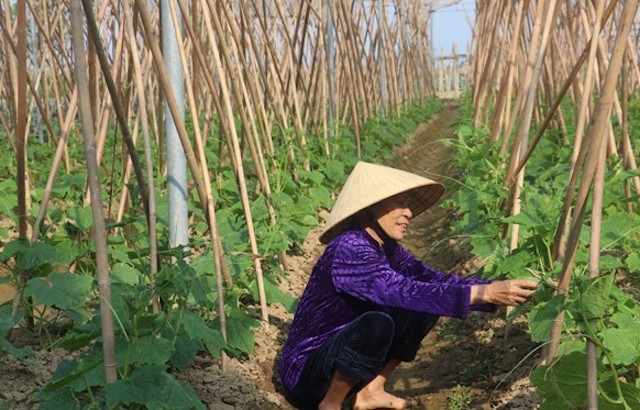 Nông dân Hoằng Giang an tâm sản xuất nhờ HTX