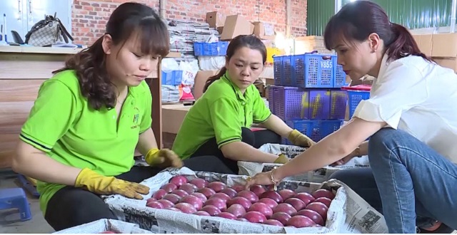 ‘Sao sáng’ hợp tác xã trong chương trình OCOP Gia Lai