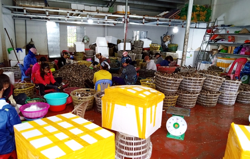 Quảng Ninh: Các HTX tìm giải pháp vượt dịch Covid-19