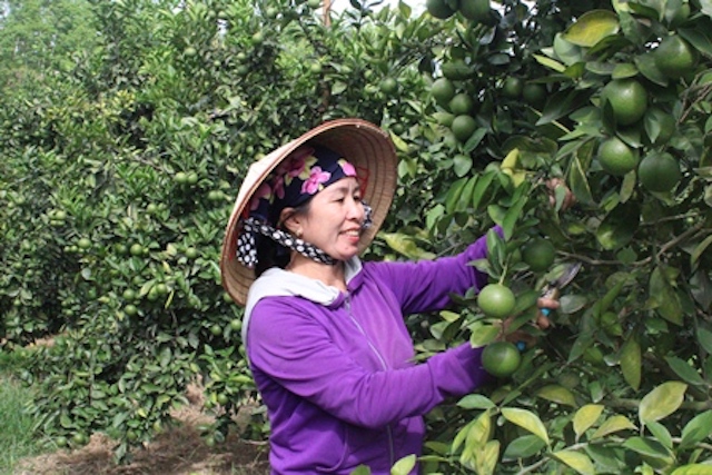 'Đòn bẩy' cho nông dân thoát nghèo