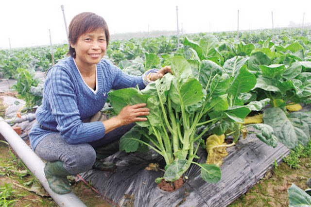 Nữ giám đốc HTX trở thành tỷ phú nhờ trồng rau sạch
