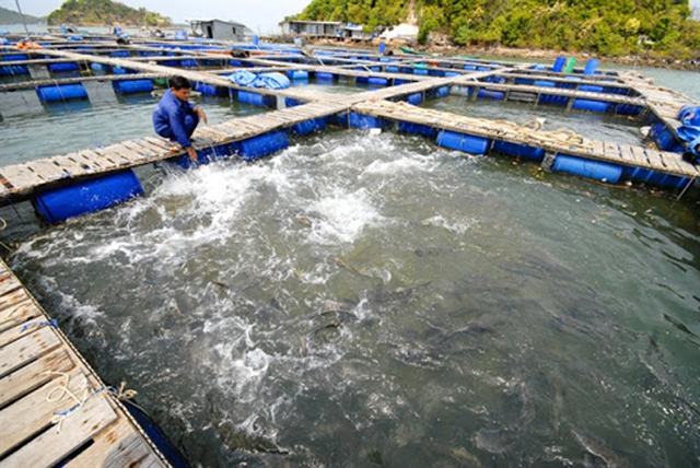 Thu tiền tỷ từ nuôi thủy sản an toàn