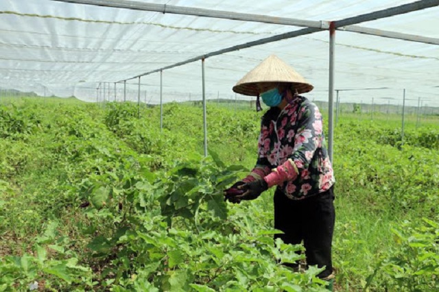 Hiệu quả liên kết của HTX do đoàn viên thanh niên làm chủ tịch