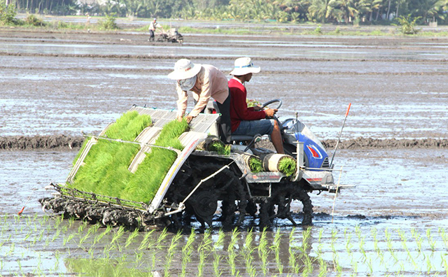 Giá trị 'kép' từ trồng lúa thông minh