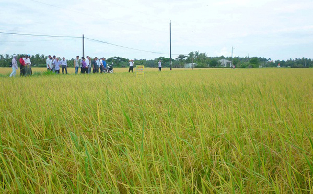 HTX 'sải cánh' trên cánh đồng lớn ở Trà Vinh