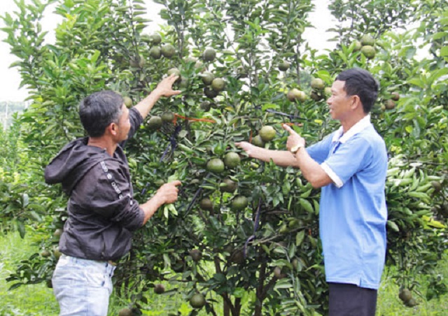 Liên kết trồng cây ăn trái kết hợp du lịch ở ‘thủ phủ’ voi Tây Nguyên