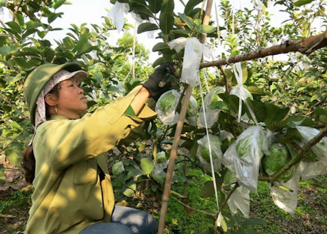 HTX giúp nông dân giàu lên nhờ bán ổi VietGAP