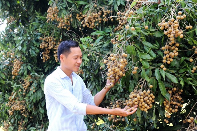 Phát triển cây ăn trái theo hướng VietGAP để bảo đảm an toàn lao động