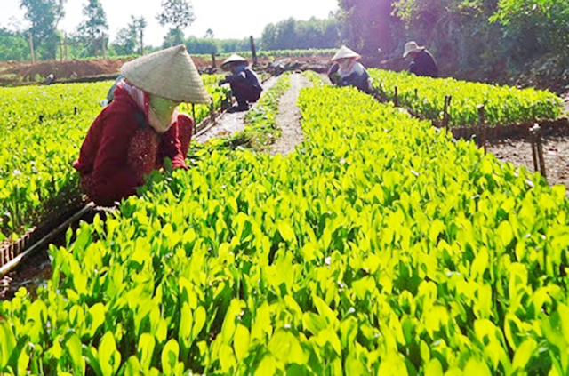 HTX Hưng Khánh Trung B nâng cao hiệu quả nhờ liên kết 'ba nhà'