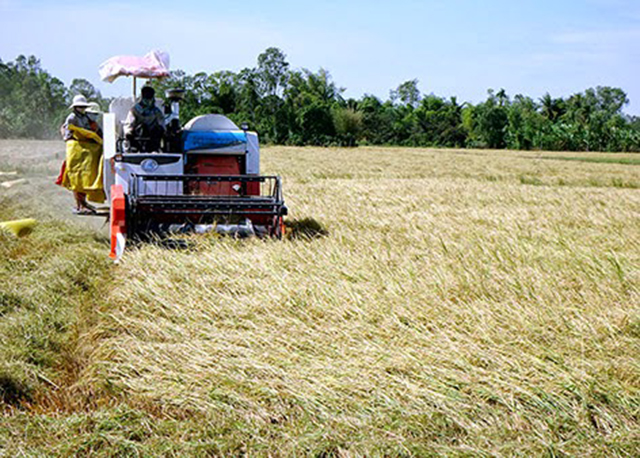 Đổi mới tư duy, nông dân vươn lên làm giàu nhờ cây lúa