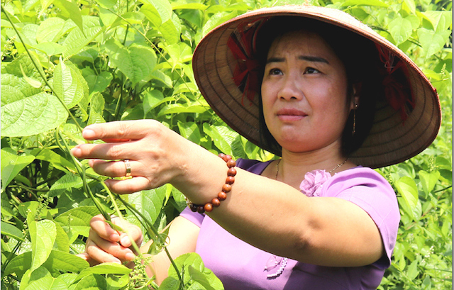 Lạng Sơn: HTX nông nghiệp làm tốt vai trò 'bà đỡ' trong xây dựng NTM