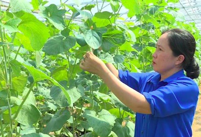 Biến bãi cát pha bạc màu thành ngàn gốc dưa giá trị tiền tỷ