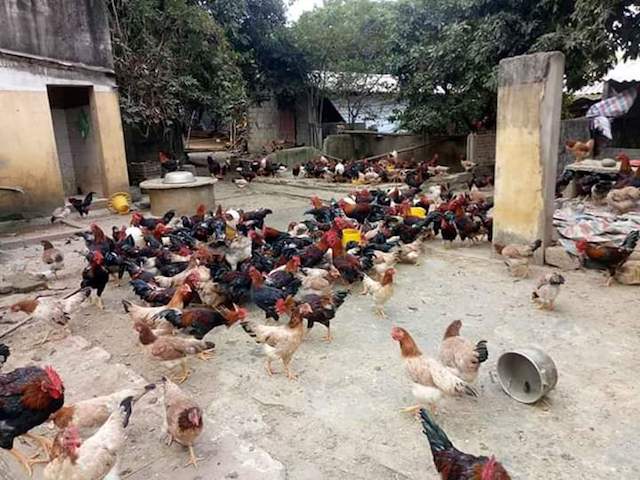 Người chăn nuôi gia cầm chịu 'áp lực kép'