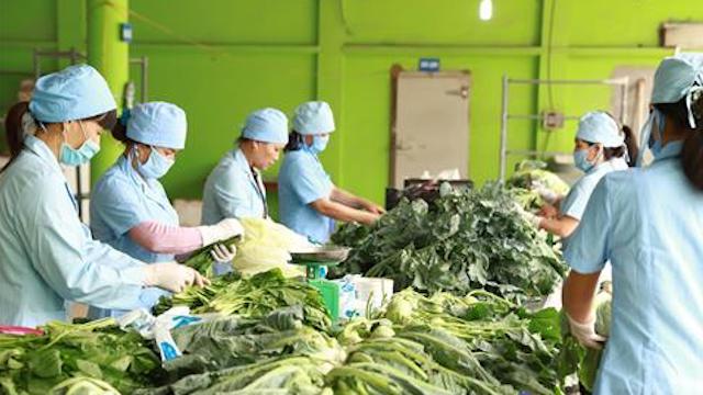 Giữ vững thương hiệu rau an toàn nhờ sản xuất bài bản