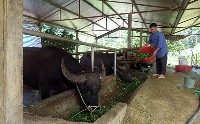 Chăn nuôi trâu, bò vỗ béo để thoát nghèo