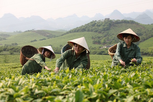 Trung Quốc bật khỏi tốp 3 thị trường xuất khẩu chè lớn nhất của Việt Nam