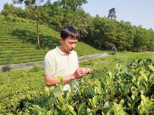 Trồng chè an toàn đưa thương hiệu bay xa
