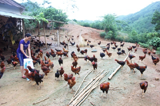 giam-ngheo-Xuan-Quang-4436-1586489458.jp