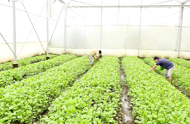 Sản xuất sạch, mở cửa thị trường