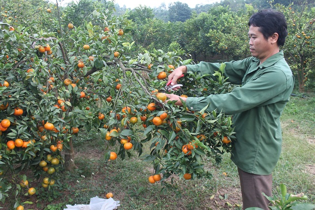 Nhiều HTX ở Thanh Hóa 'lên hương' với OCOP