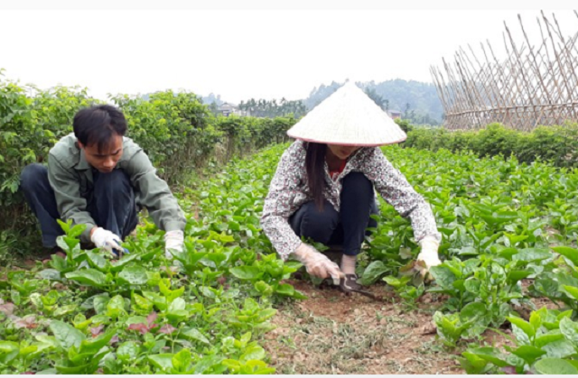 Cac-thanh-vien-HTX-deu-tuan-th-1303-9928