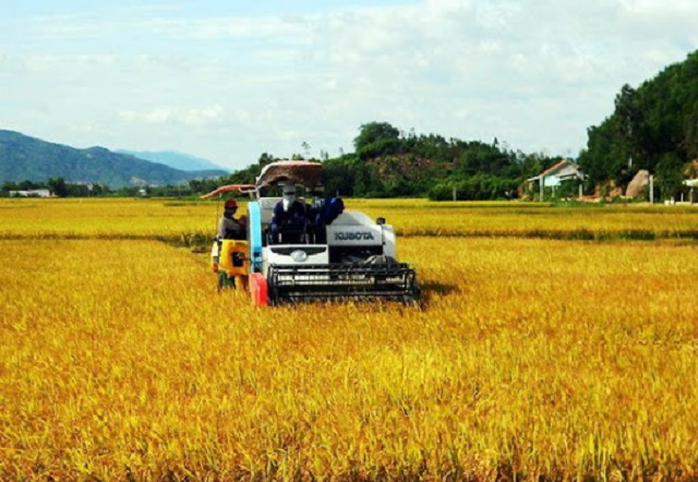 Nước rút về đích nông thôn mới ở Tuy Phước