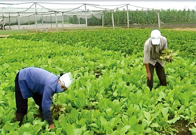 Năng suất lao động khu vực kinh tế ngoài nhà nước thấp nhất
