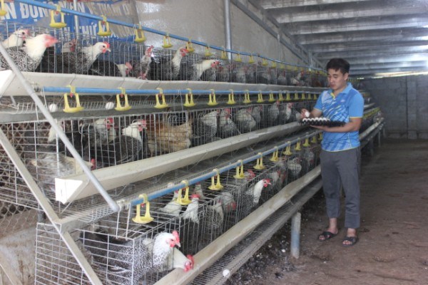 Hướng đi đúng của HTX trong chăn nuôi