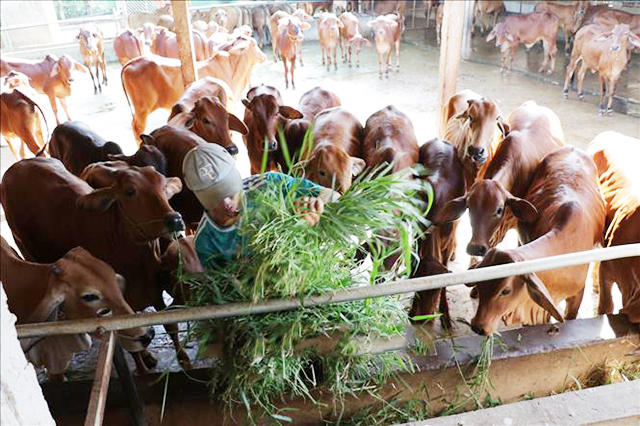 'Khỏe re' nhờ nuôi bò theo hướng an toàn