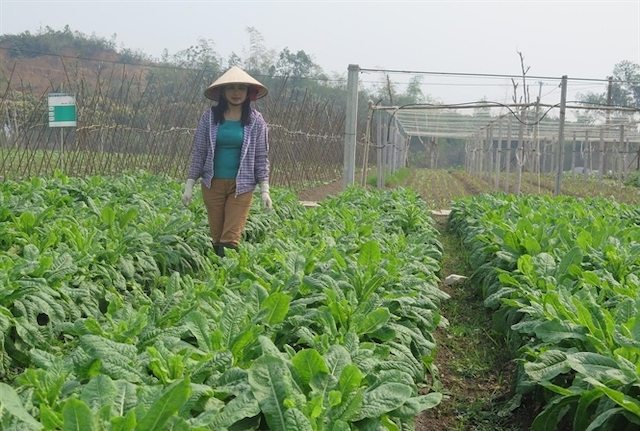 Khơi thông những điểm nghẽn cho HTX nông nghiệp