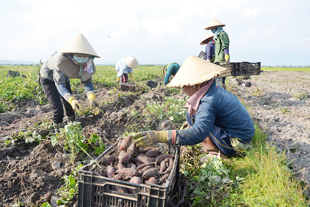 Khơi thông thị trường nhờ sản xuất an toàn