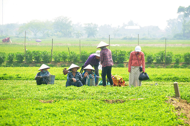 HTX nông sản ở Thừa Thiên Huế điêu đứng vì Covid-19