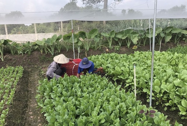 Củ Chi làm giàu với HTX rau an toàn