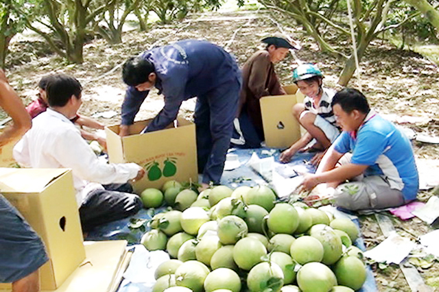 Trồng bưởi sạch, thương lái tranh mua