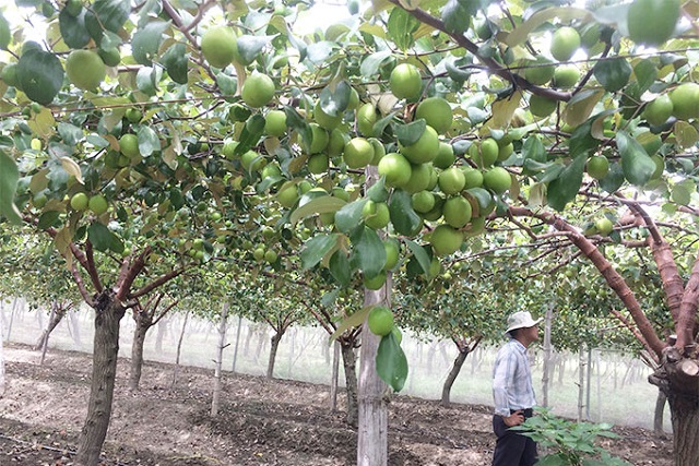 Sản xuất táo VietGAP: Giải pháp bảo vệ môi trường trong sản xuất nông nghiệp