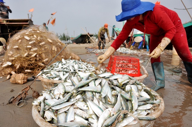Giá xăng dầu giảm mạnh, ngư dân thêm động lực vươn khơi
