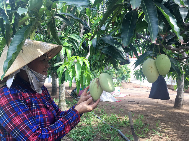 Thạnh Phú 'mặc áo' cho xoài tứ quý