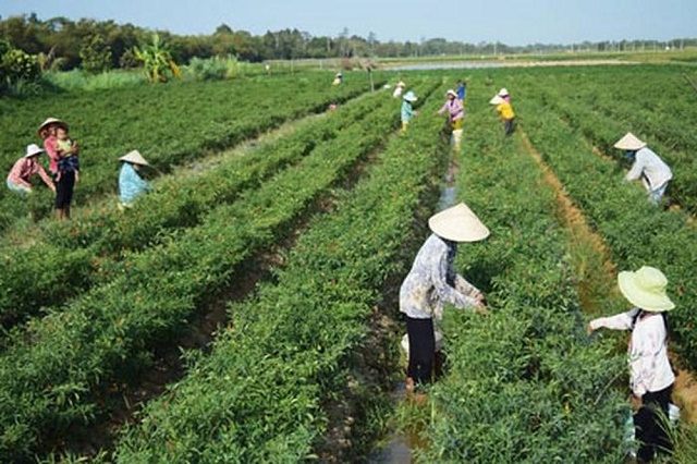 Vị ngọt từ vùng ớt hàng hóa