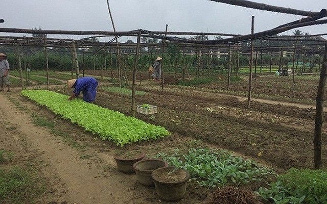 Kinh tế hợp tác Quảng Nam tìm hướng khắc phục khó khăn do dịch Covid - 19