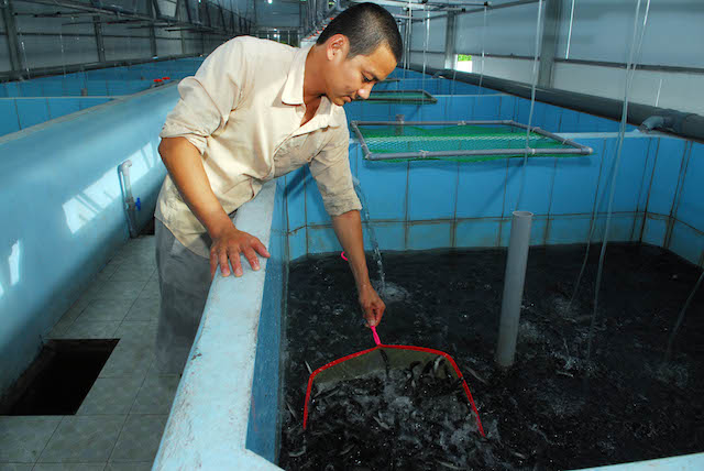 Quê nghèo vươn lên nhờ nuôi cá giống