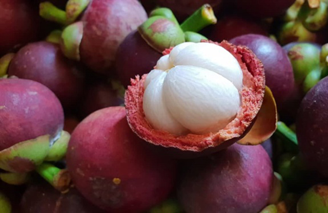 Nông dân vào HTX, đổi đời nhờ măng cụt VietGAP