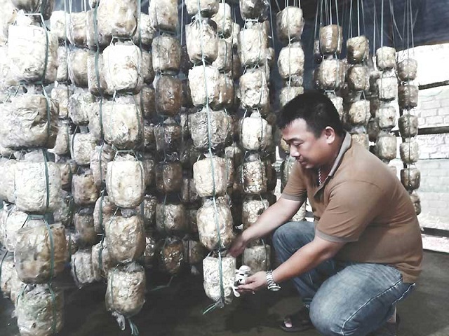 Trồng nấm an toàn từ mùn cưa tạo nên sản phẩm đặc trưng của HTX