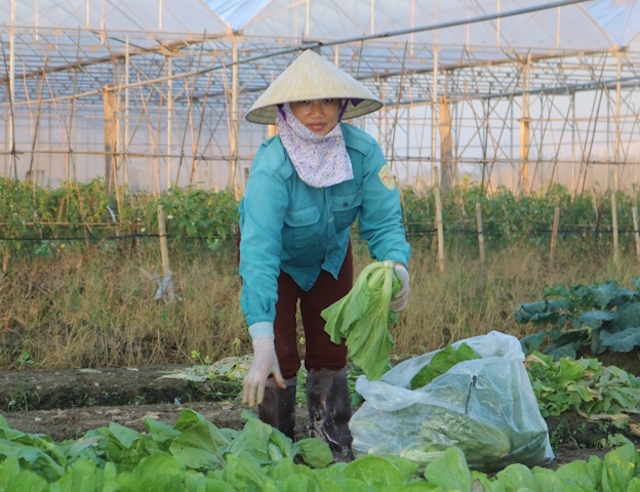 Rau an toàn đắt hàng như 'tôm tươi'
