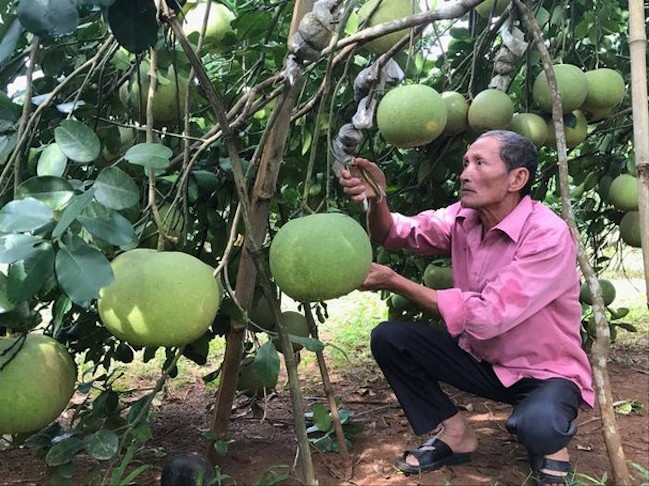 Cuộc sống ấm no từ bưởi hồng Quang Tiến